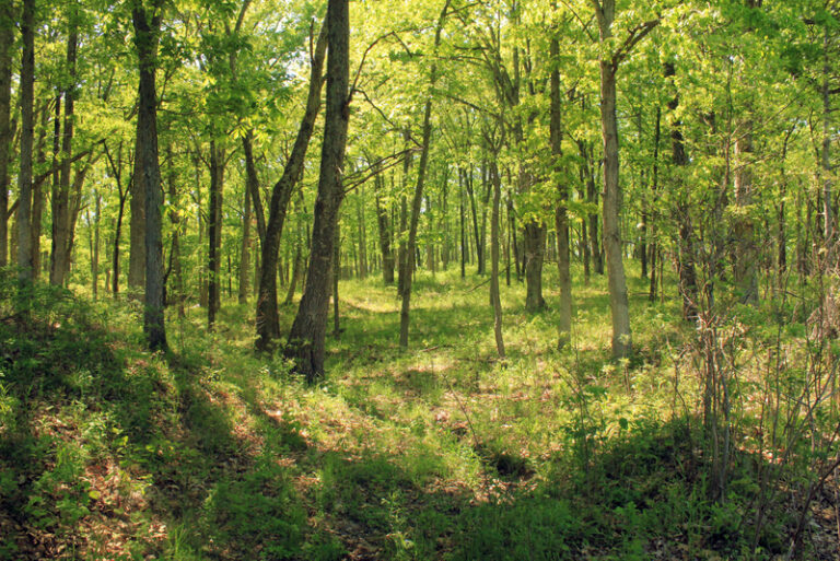 missouri-cuivre-river-state-park-forest-hiking-trail_800
